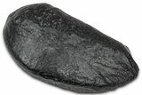 Large Fossil Whale Ear Bone - South Carolina #340260-1